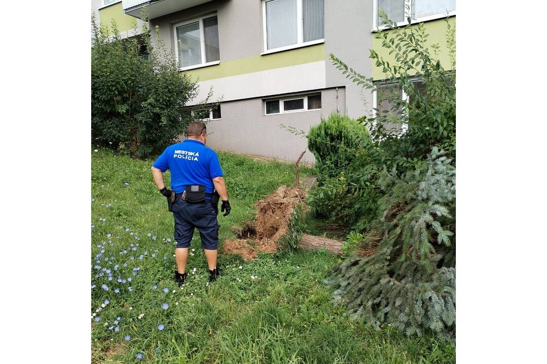 FOTO: Búrka lámala v Nitre stromy, mnohé spadli aj pred vchody do panelákov, foto 2