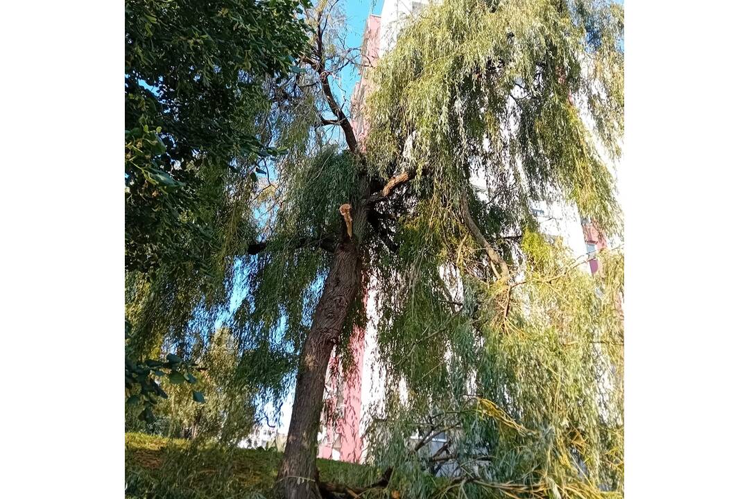 FOTO: Búrka na nitrianskom Čermáni polámala konáre, domáci sa boja o bezpečnosť, foto 4