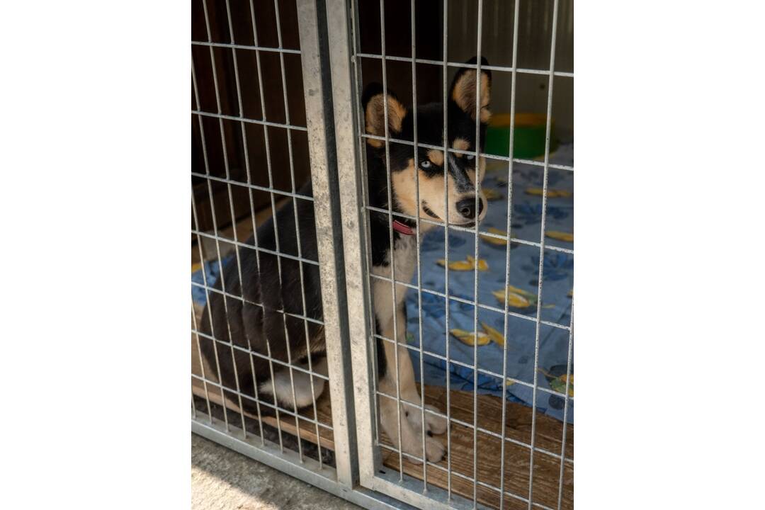 FOTO: V Topoľčanoch vybudovali novú karanténnu stanicu pre opustené zvieratá , foto 1