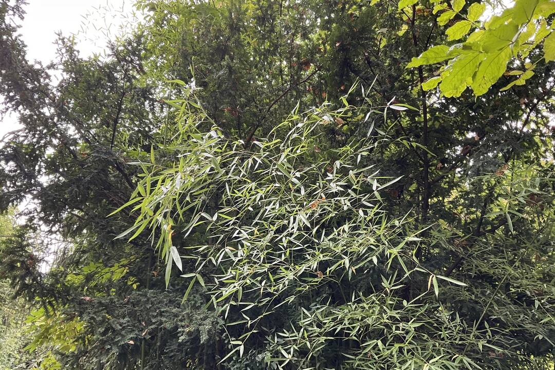 FOTO: Pozrite si jesenné zábery z arboréta v Tesárskych Mlyňanoch, foto 1