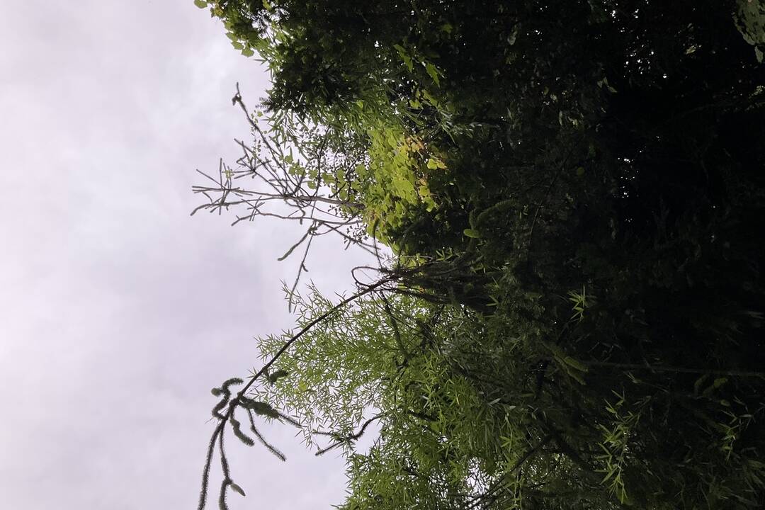 FOTO: Pozrite si jesenné zábery z arboréta v Tesárskych Mlyňanoch, foto 3