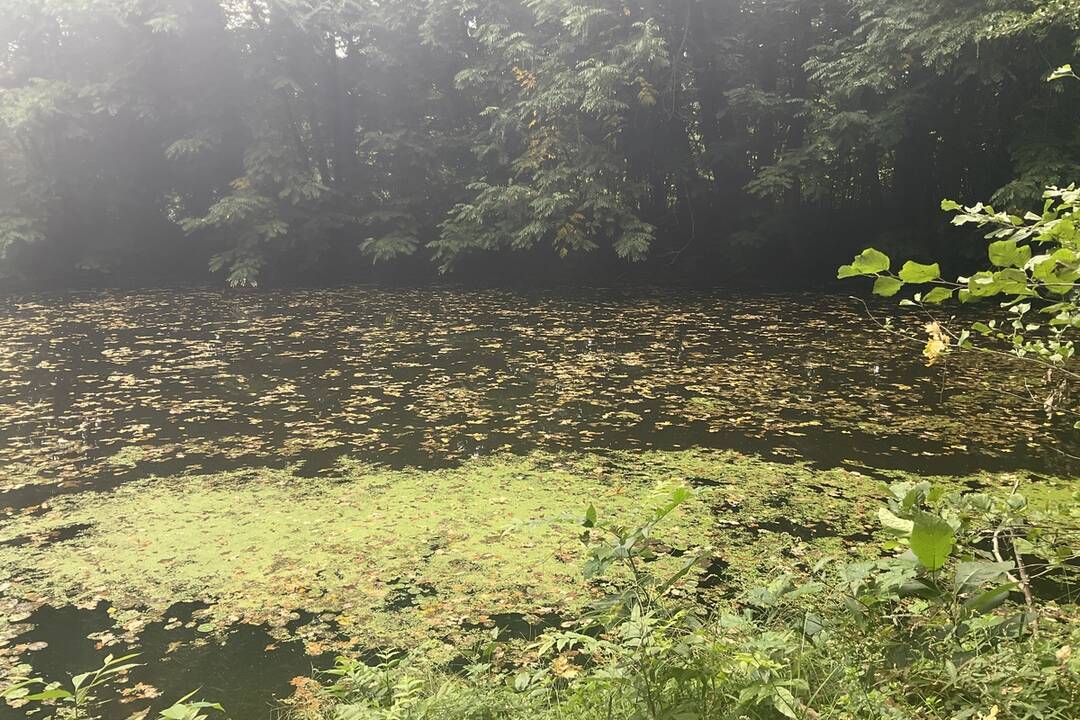 FOTO: Pozrite si jesenné zábery z arboréta v Tesárskych Mlyňanoch, foto 5