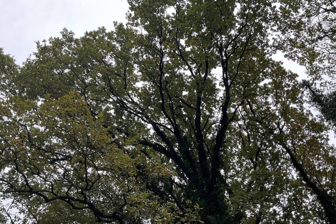 FOTO: Pozrite si jesenné zábery z arboréta v Tesárskych Mlyňanoch, foto 8