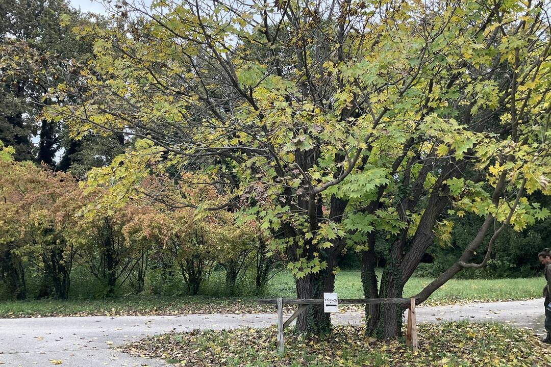 FOTO: Pozrite si jesenné zábery z arboréta v Tesárskych Mlyňanoch, foto 10