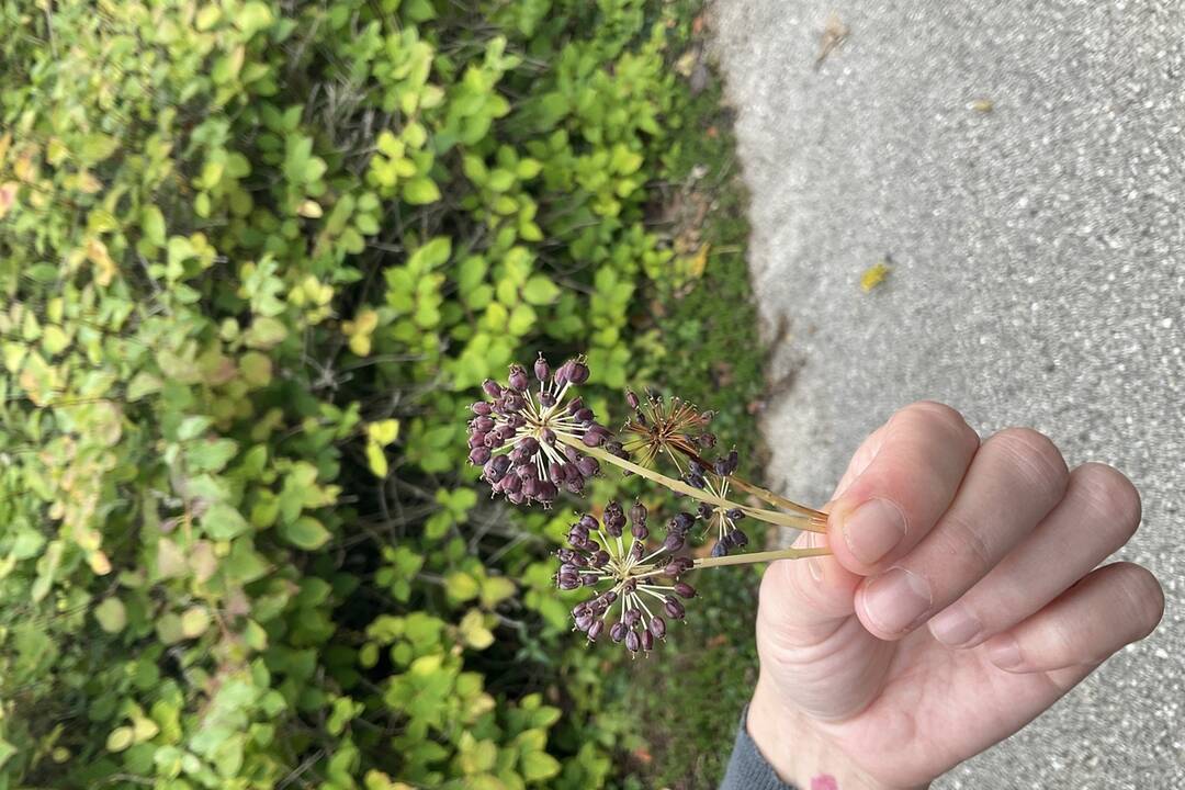 FOTO: Pozrite si jesenné zábery z arboréta v Tesárskych Mlyňanoch, foto 11