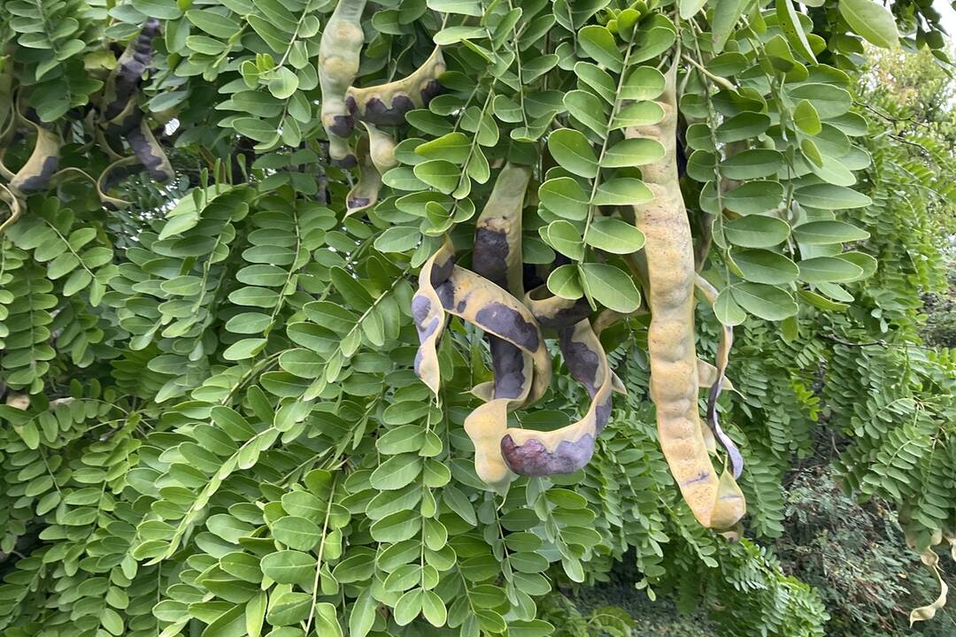 FOTO: Pozrite si jesenné zábery z arboréta v Tesárskych Mlyňanoch, foto 16
