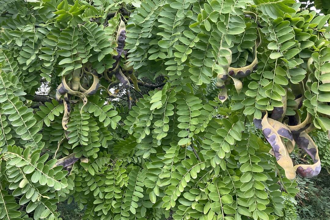 FOTO: Pozrite si jesenné zábery z arboréta v Tesárskych Mlyňanoch, foto 17