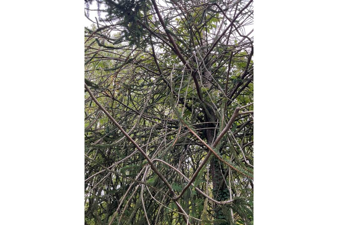 FOTO: Pozrite si jesenné zábery z arboréta v Tesárskych Mlyňanoch, foto 19