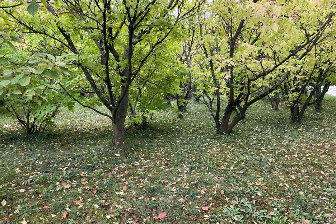 FOTO: Pozrite si jesenné zábery z arboréta v Tesárskych Mlyňanoch, foto 22