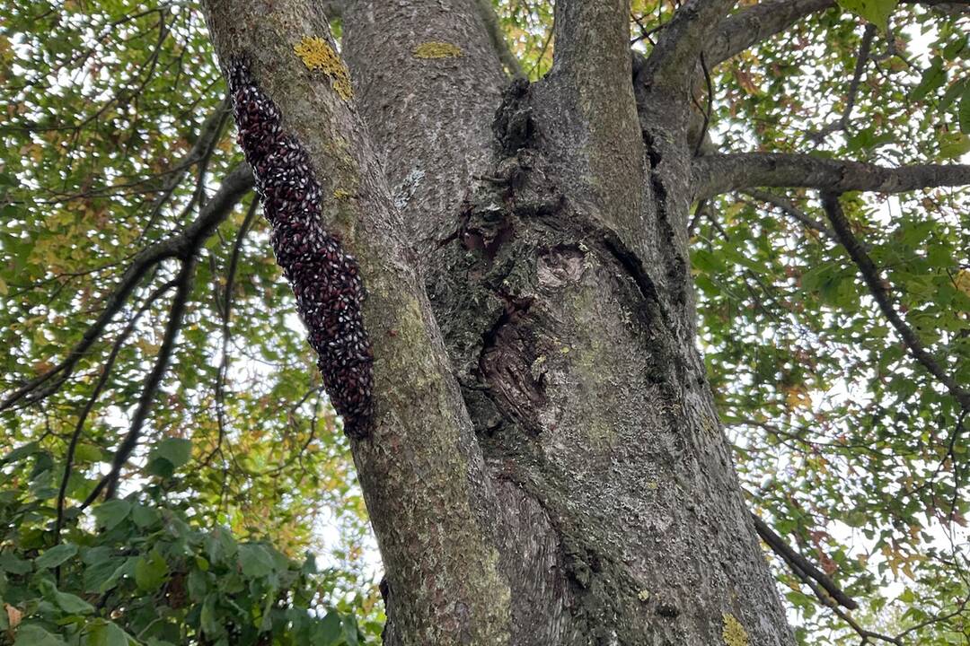 FOTO: Pozrite si jesenné zábery z arboréta v Tesárskych Mlyňanoch, foto 24