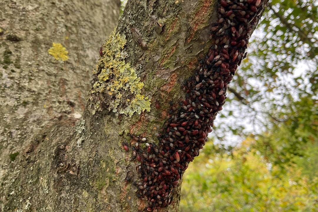 FOTO: Pozrite si jesenné zábery z arboréta v Tesárskych Mlyňanoch, foto 25