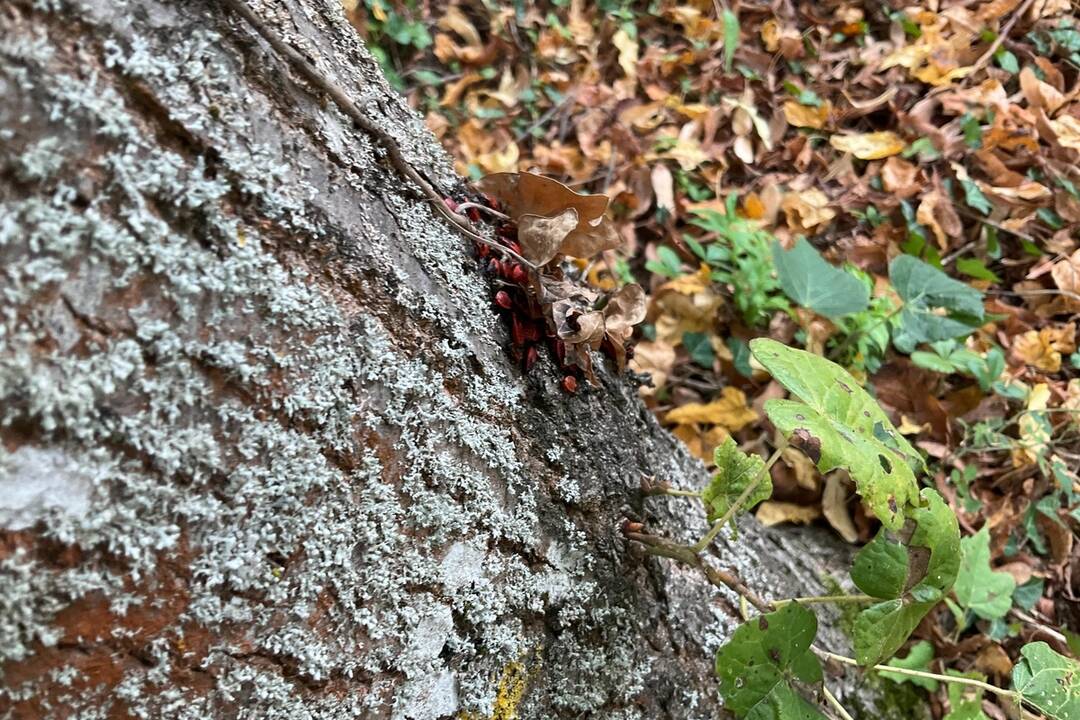FOTO: Pozrite si jesenné zábery z arboréta v Tesárskych Mlyňanoch, foto 26