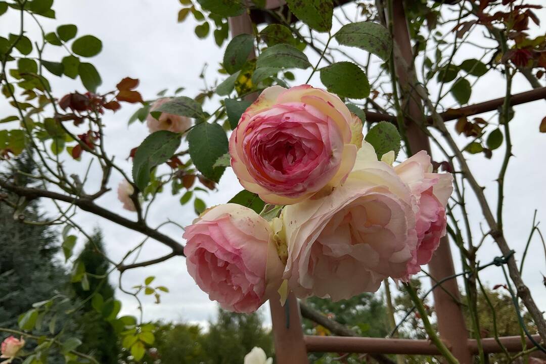 FOTO: Pozrite si jesenné zábery z arboréta v Tesárskych Mlyňanoch, foto 27