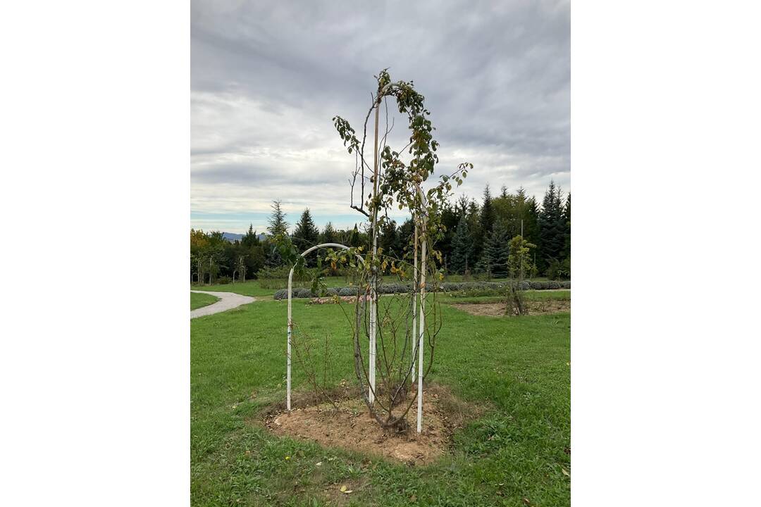 FOTO: Pozrite si jesenné zábery z arboréta v Tesárskych Mlyňanoch, foto 28