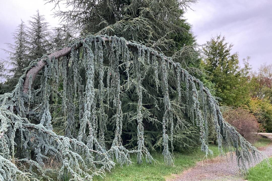 FOTO: Pozrite si jesenné zábery z arboréta v Tesárskych Mlyňanoch, foto 32