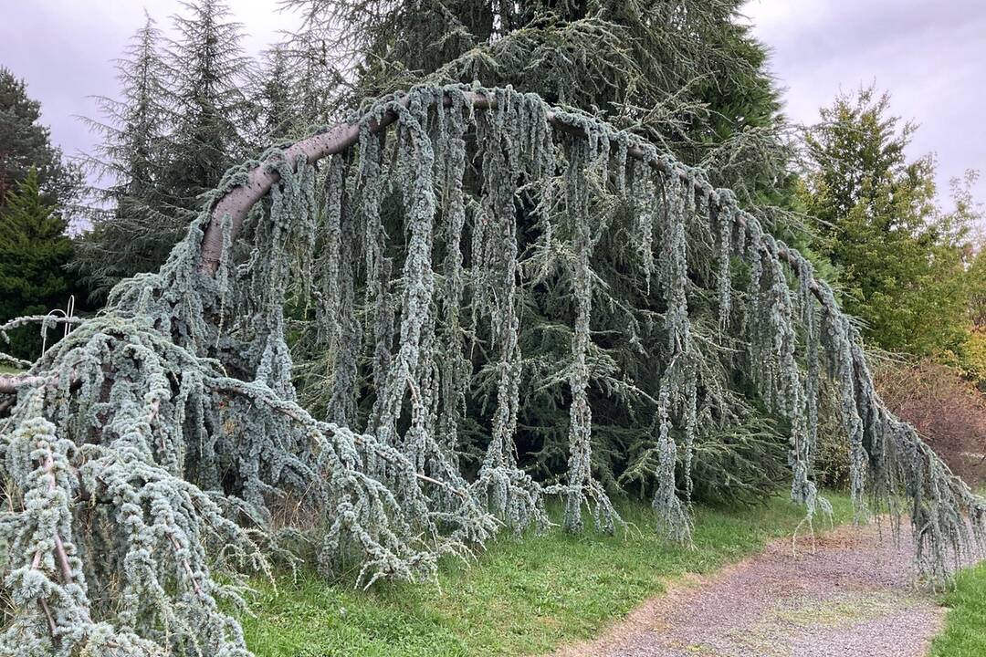 FOTO: Pozrite si jesenné zábery z arboréta v Tesárskych Mlyňanoch, foto 33