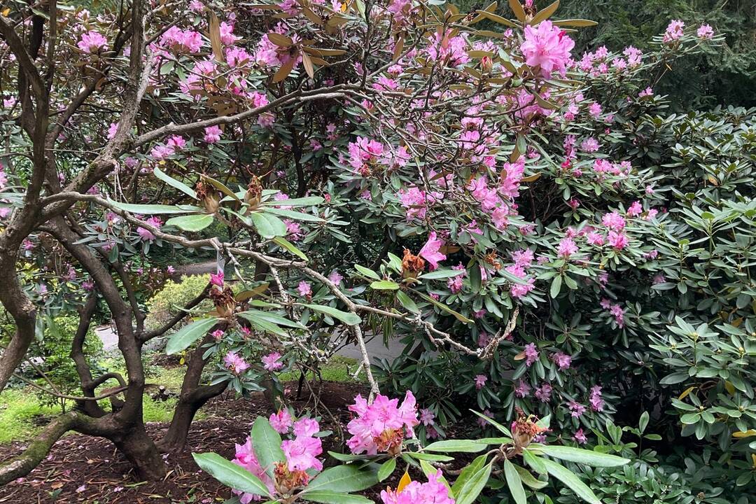 FOTO: Pozrite si jesenné zábery z arboréta v Tesárskych Mlyňanoch, foto 41