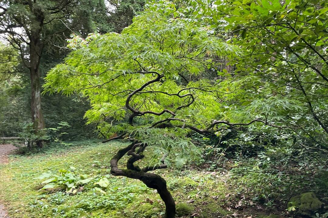 FOTO: Pozrite si jesenné zábery z arboréta v Tesárskych Mlyňanoch, foto 43