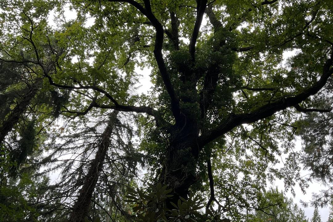 FOTO: Pozrite si jesenné zábery z arboréta v Tesárskych Mlyňanoch, foto 45