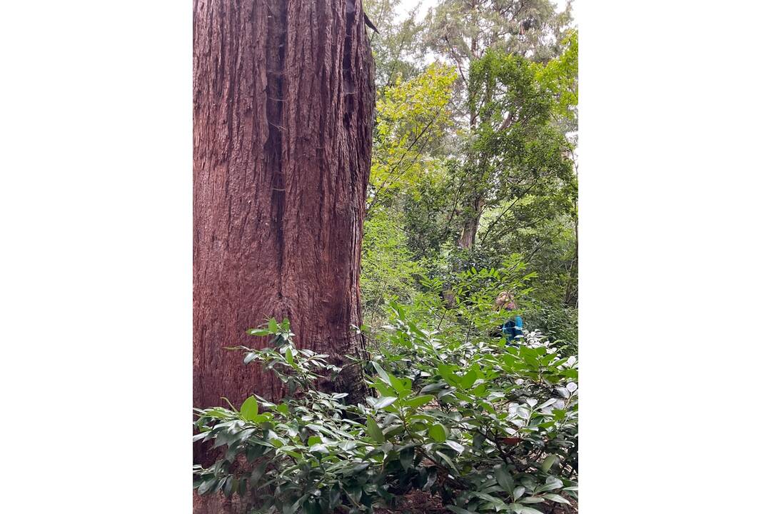 FOTO: Pozrite si jesenné zábery z arboréta v Tesárskych Mlyňanoch, foto 46