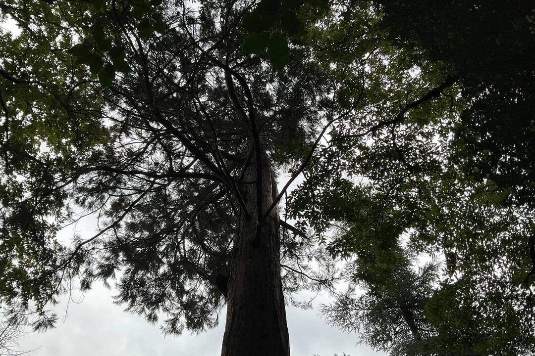 FOTO: Pozrite si jesenné zábery z arboréta v Tesárskych Mlyňanoch, foto 48