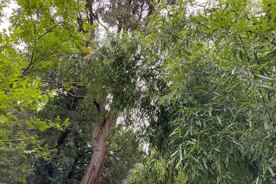 FOTO: Pozrite si jesenné zábery z arboréta v Tesárskych Mlyňanoch, foto 50