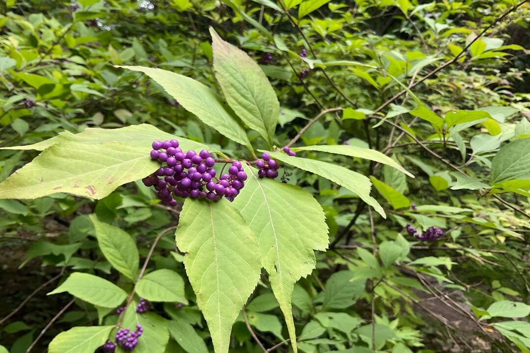 FOTO: Pozrite si jesenné zábery z arboréta v Tesárskych Mlyňanoch, foto 52