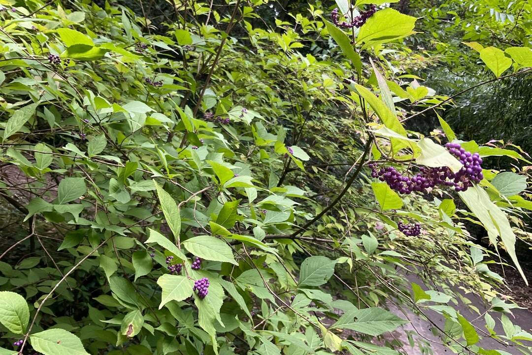 FOTO: Pozrite si jesenné zábery z arboréta v Tesárskych Mlyňanoch, foto 53