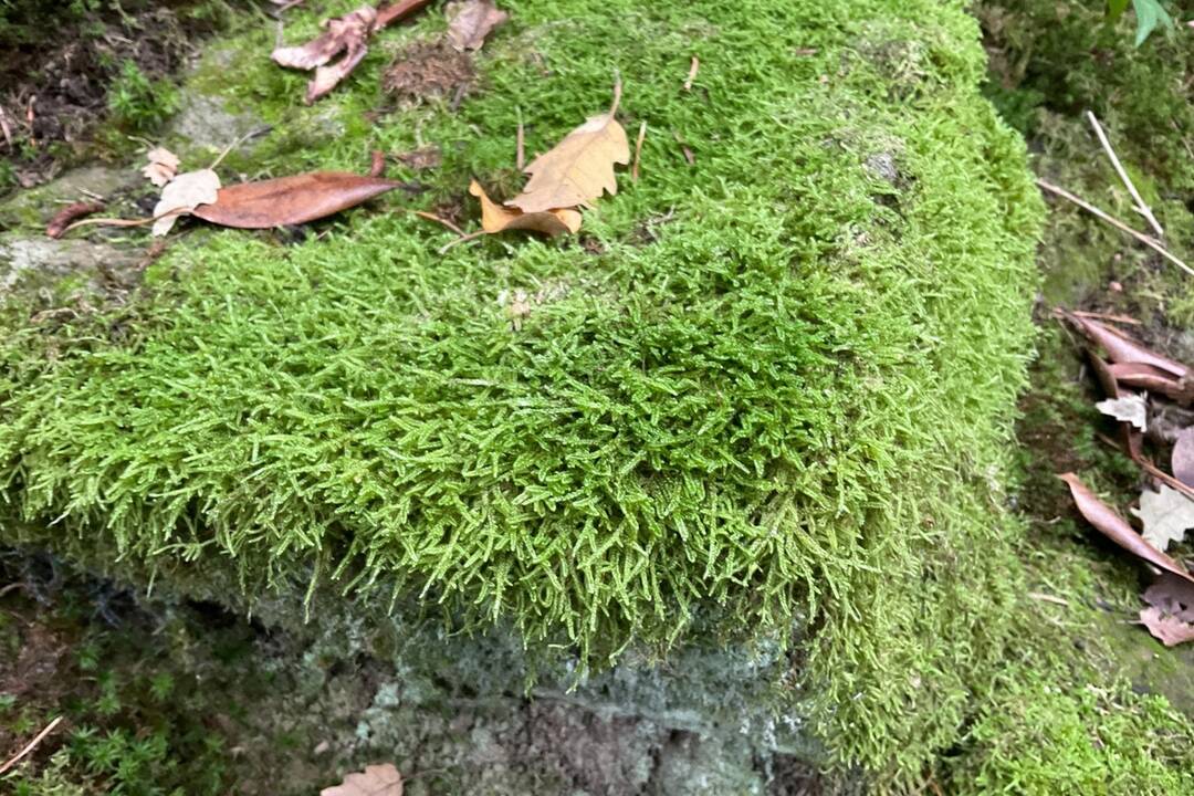 FOTO: Pozrite si jesenné zábery z arboréta v Tesárskych Mlyňanoch, foto 56