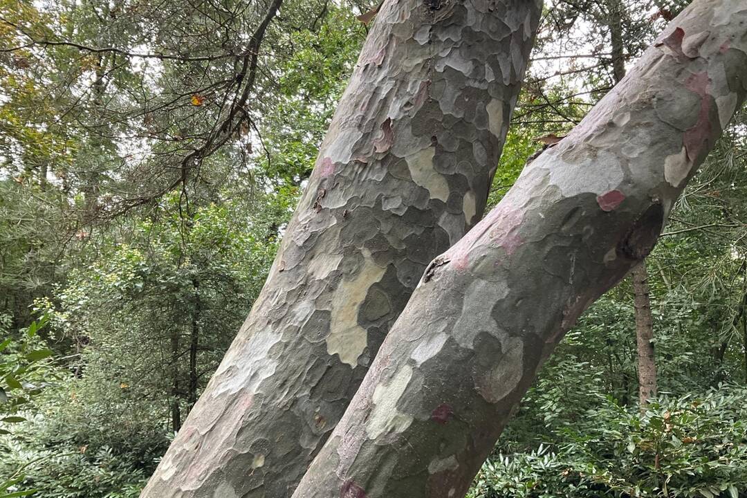 FOTO: Pozrite si jesenné zábery z arboréta v Tesárskych Mlyňanoch, foto 57