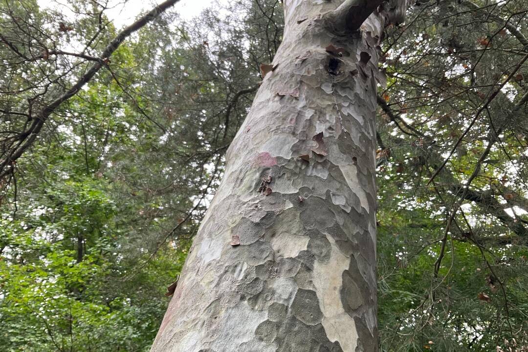 FOTO: Pozrite si jesenné zábery z arboréta v Tesárskych Mlyňanoch, foto 59