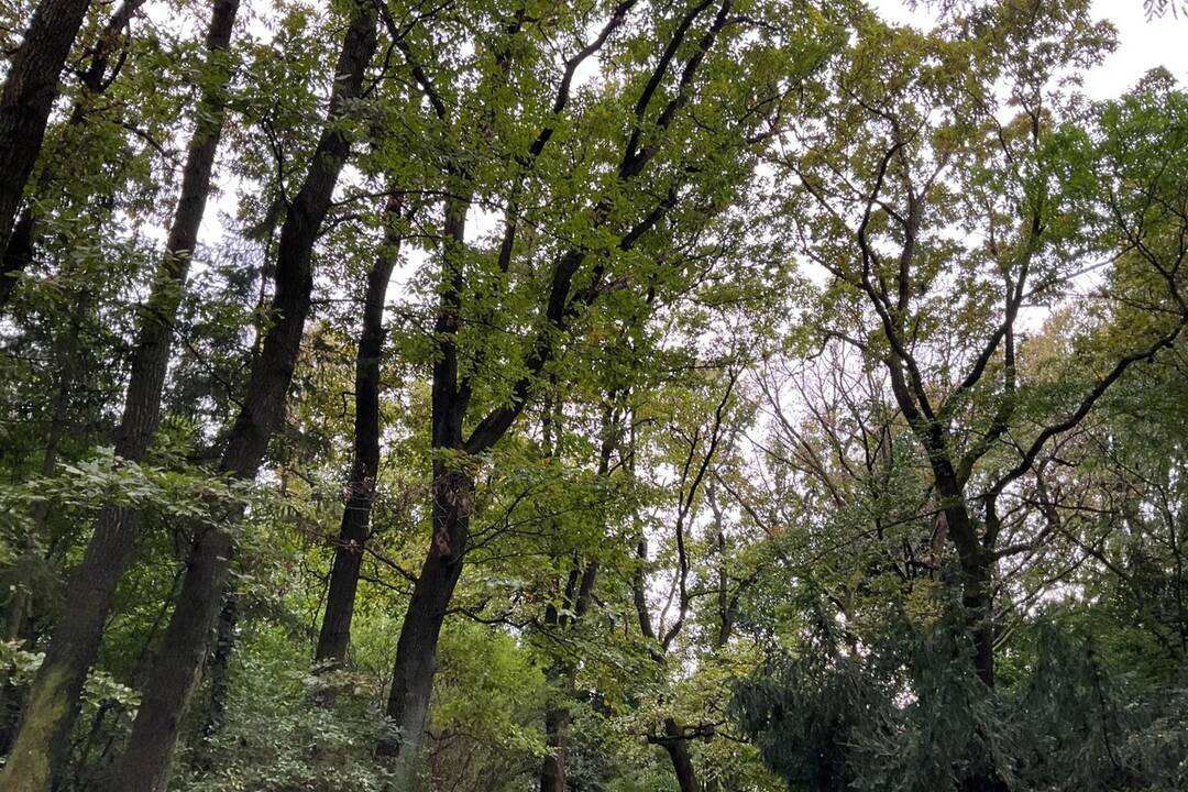 FOTO: Pozrite si jesenné zábery z arboréta v Tesárskych Mlyňanoch, foto 60