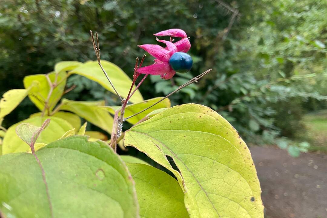 FOTO: Pozrite si jesenné zábery z arboréta v Tesárskych Mlyňanoch, foto 62