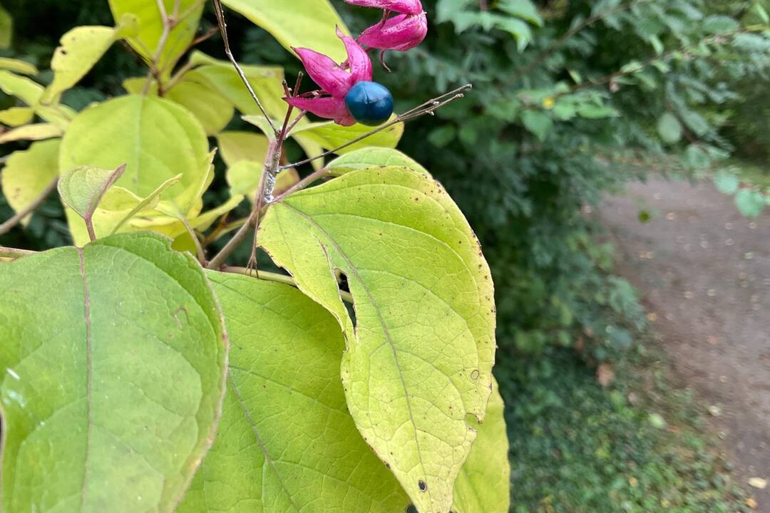 FOTO: Pozrite si jesenné zábery z arboréta v Tesárskych Mlyňanoch, foto 63