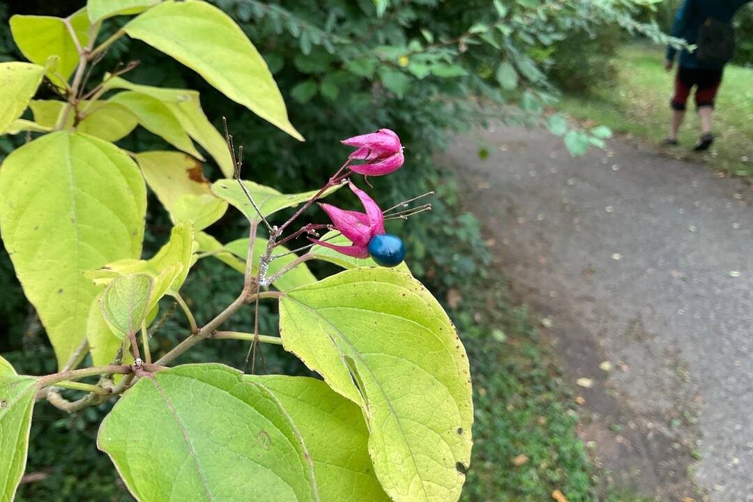 FOTO: Pozrite si jesenné zábery z arboréta v Tesárskych Mlyňanoch, foto 64
