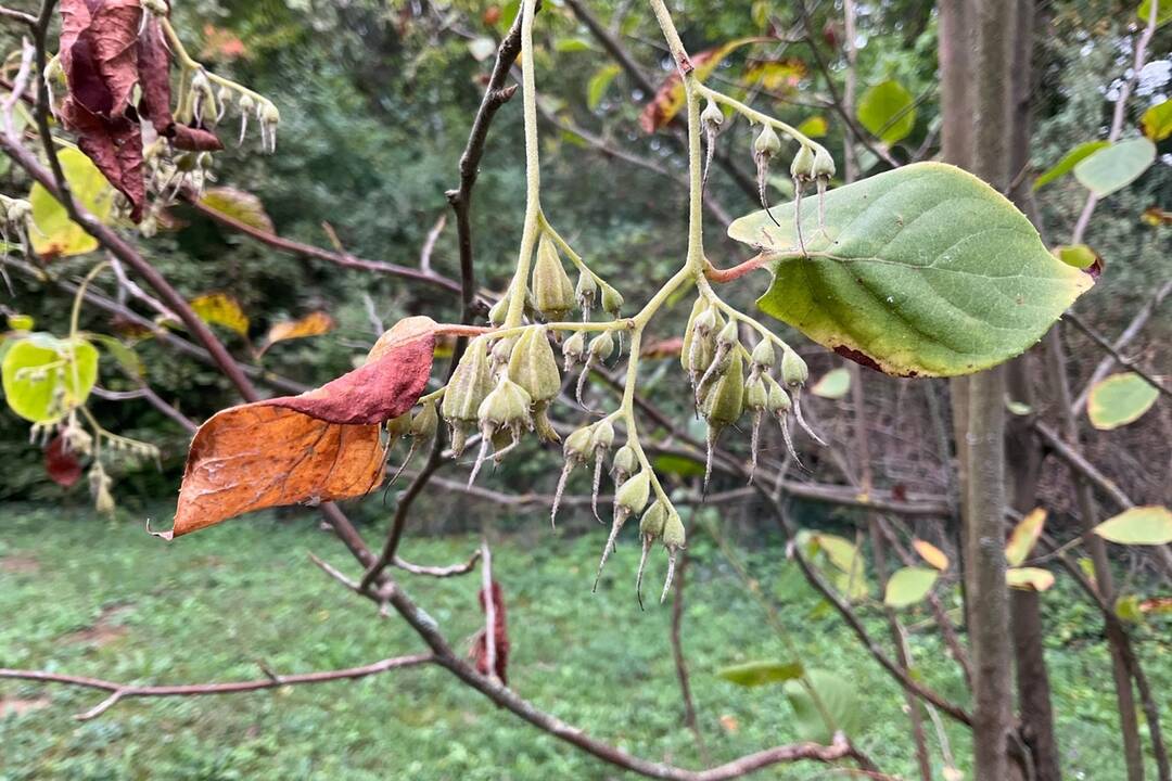 FOTO: Pozrite si jesenné zábery z arboréta v Tesárskych Mlyňanoch, foto 66