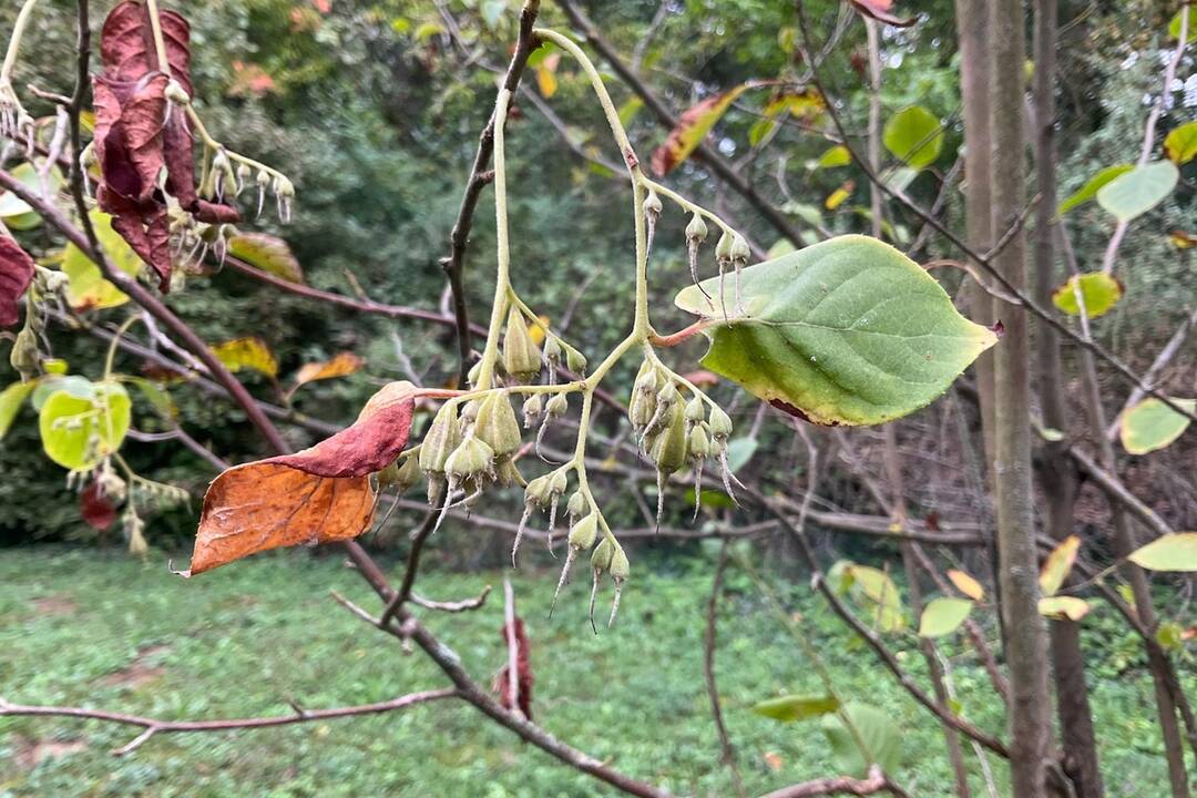 FOTO: Pozrite si jesenné zábery z arboréta v Tesárskych Mlyňanoch, foto 67