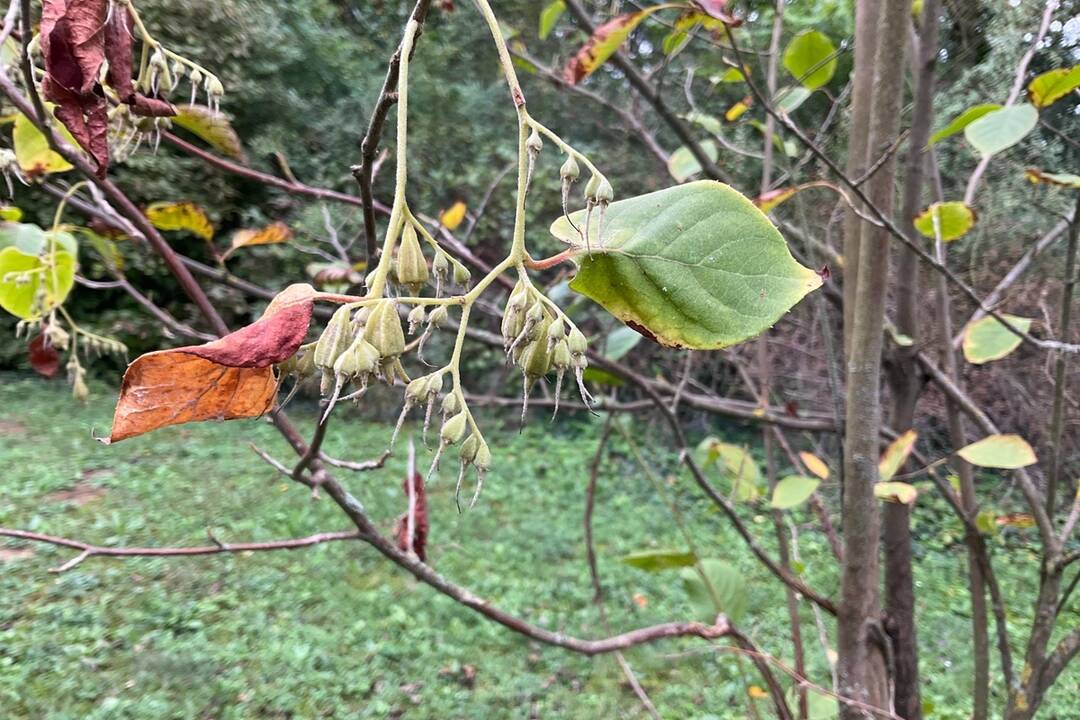 FOTO: Pozrite si jesenné zábery z arboréta v Tesárskych Mlyňanoch, foto 68