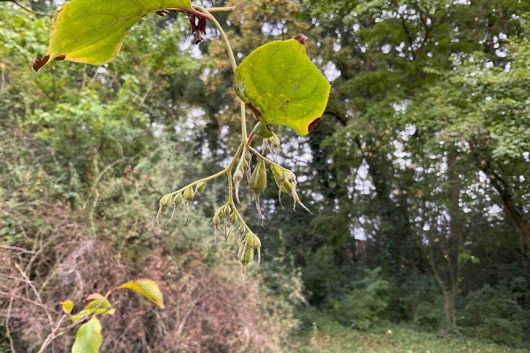 FOTO: Pozrite si jesenné zábery z arboréta v Tesárskych Mlyňanoch, foto 69