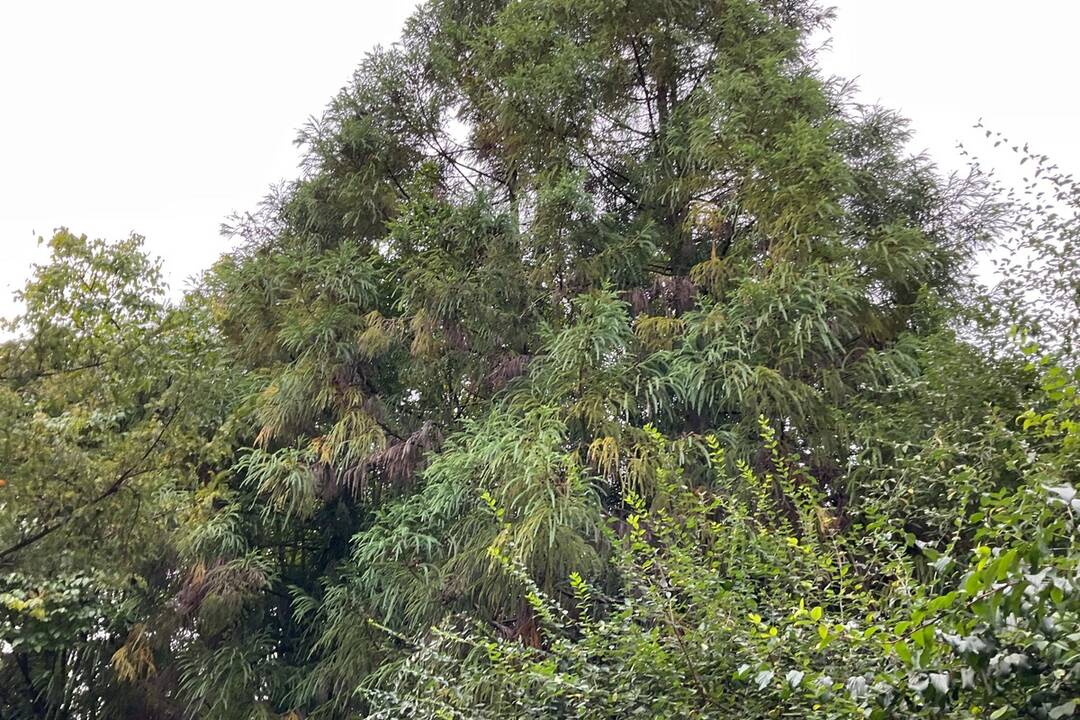 FOTO: Pozrite si jesenné zábery z arboréta v Tesárskych Mlyňanoch, foto 72