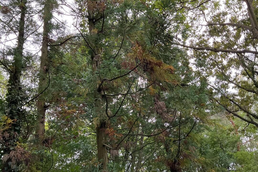 FOTO: Pozrite si jesenné zábery z arboréta v Tesárskych Mlyňanoch, foto 73