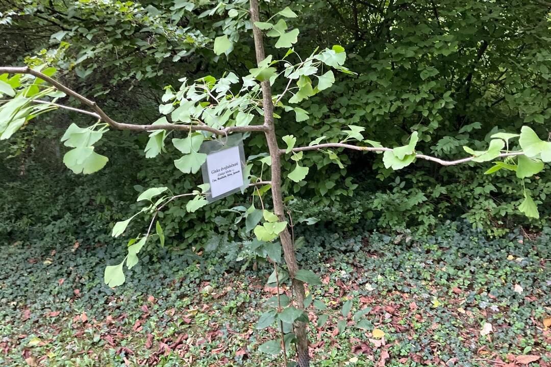 FOTO: Pozrite si jesenné zábery z arboréta v Tesárskych Mlyňanoch, foto 74