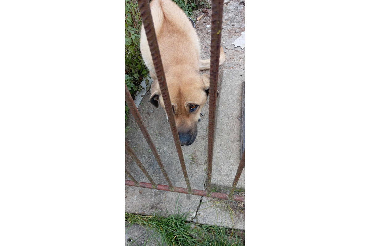 FOTO: Útulok v Leviciach zachránil celkom vyhladovanú Sučku Eivu, foto 1