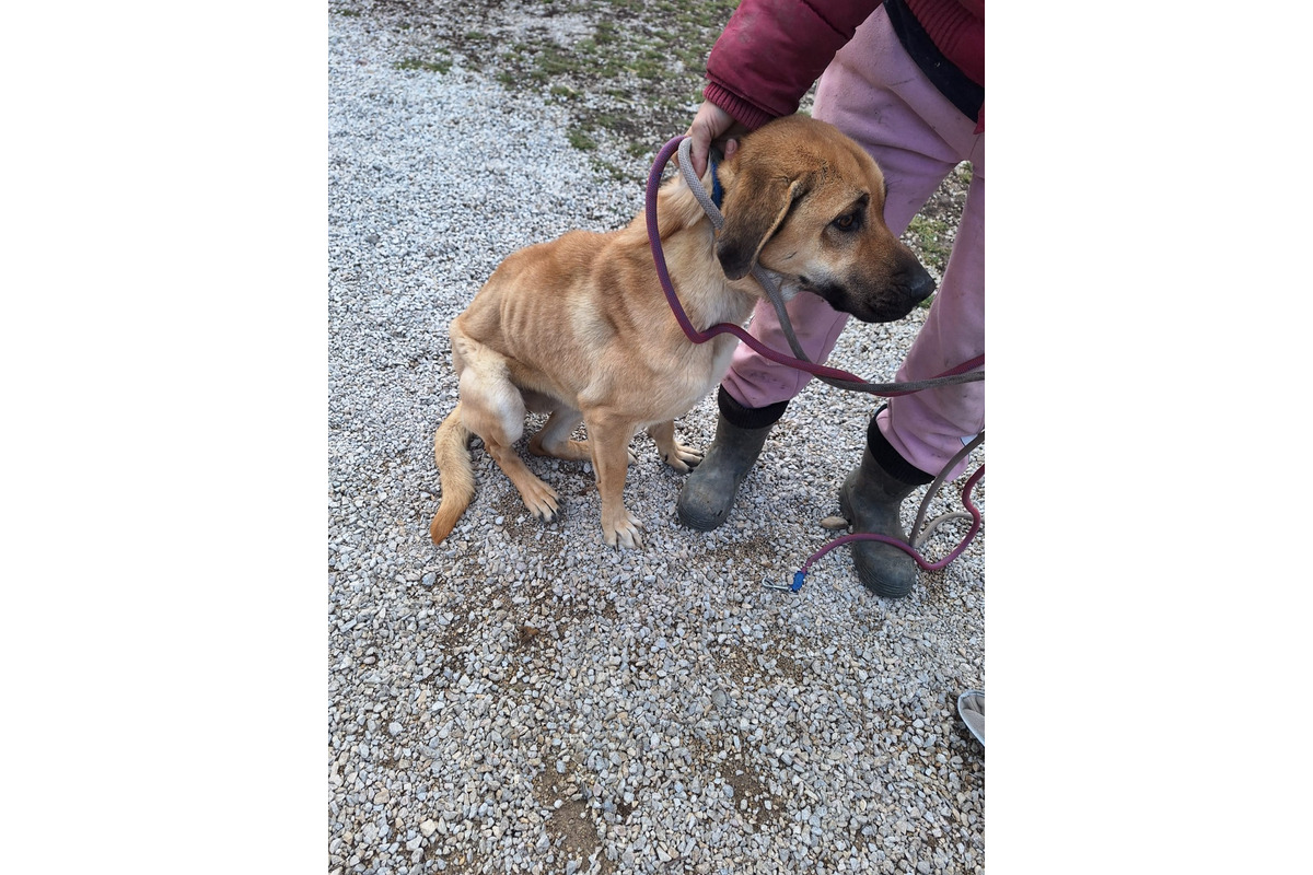 FOTO: Útulok v Leviciach zachránil celkom vyhladovanú Sučku Eivu, foto 5