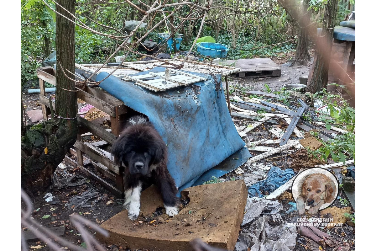 FOTO: Majiteľka držala svojich psov v hrozných podmienkach. Po rokoch jej ich konečne odobrali, foto 1