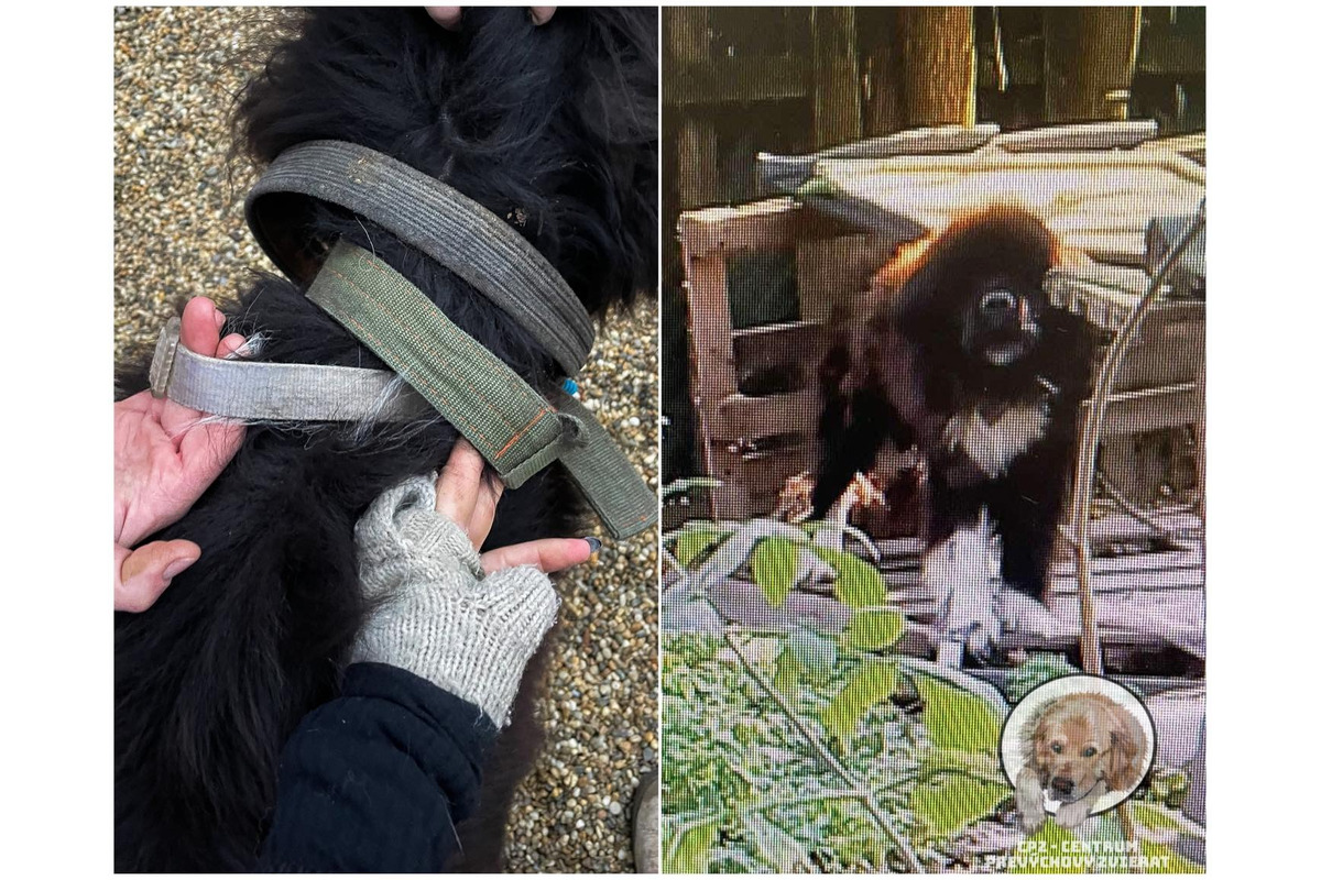 FOTO: Majiteľka držala svojich psov v hrozných podmienkach. Po rokoch jej ich konečne odobrali, foto 2