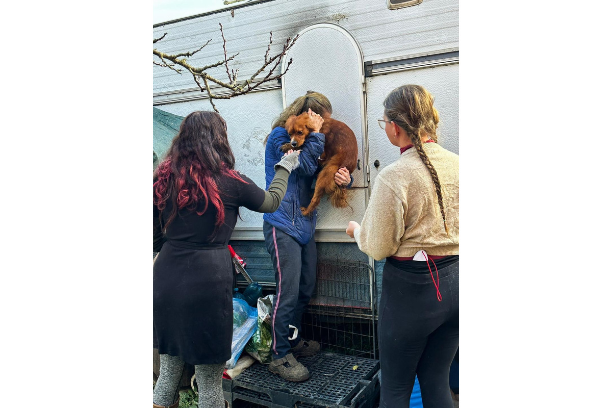 FOTO: Majiteľka držala svojich psov v hrozných podmienkach. Po rokoch jej ich konečne odobrali, foto 6