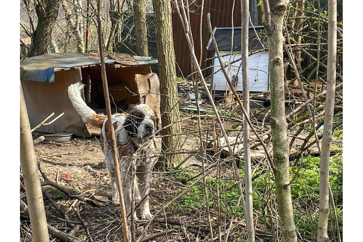 FOTO: Majiteľka držala svojich psov v hrozných podmienkach. Po rokoch jej ich konečne odobrali, foto 7