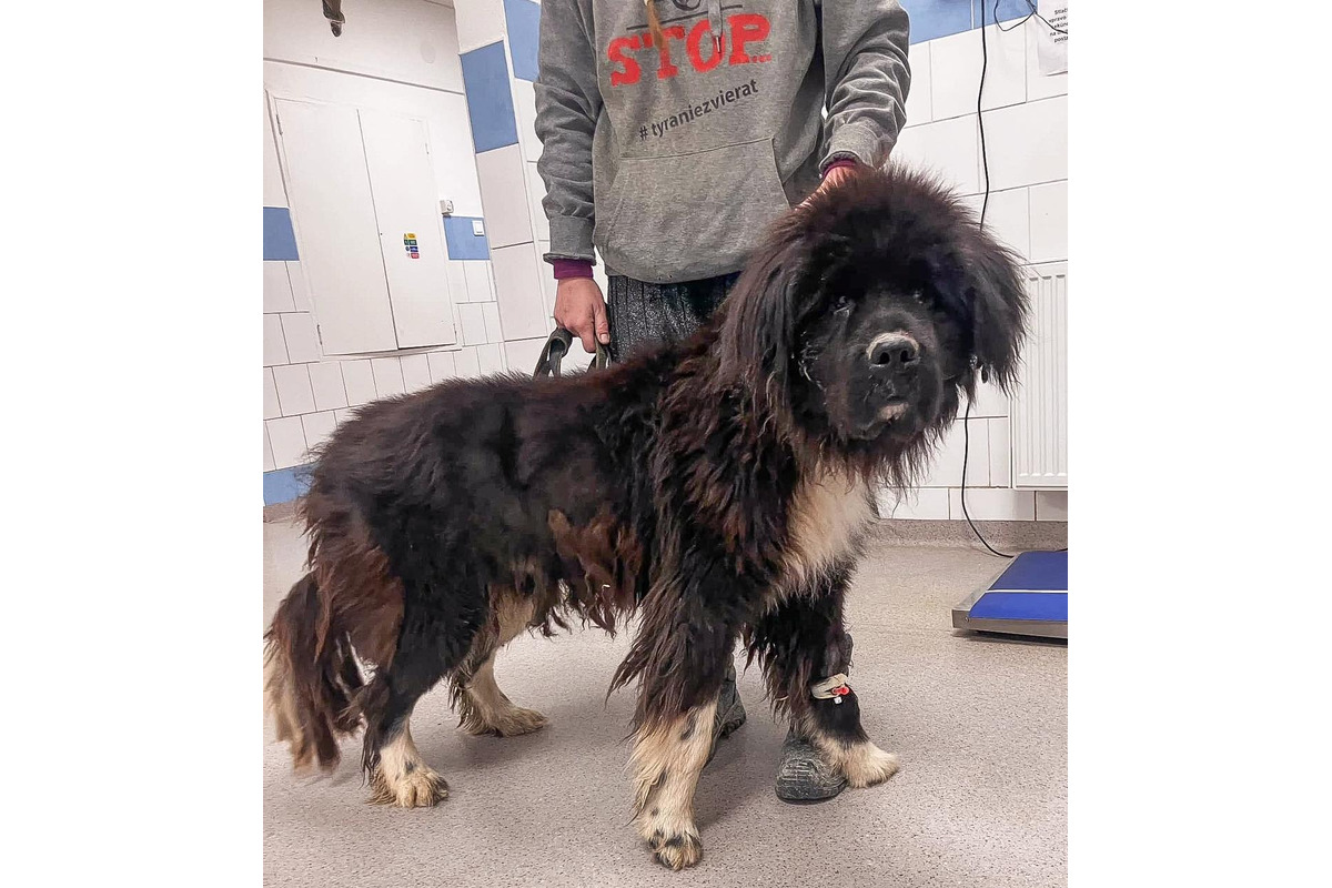 FOTO: Majiteľka držala svojich psov v hrozných podmienkach. Po rokoch jej ich konečne odobrali, foto 8