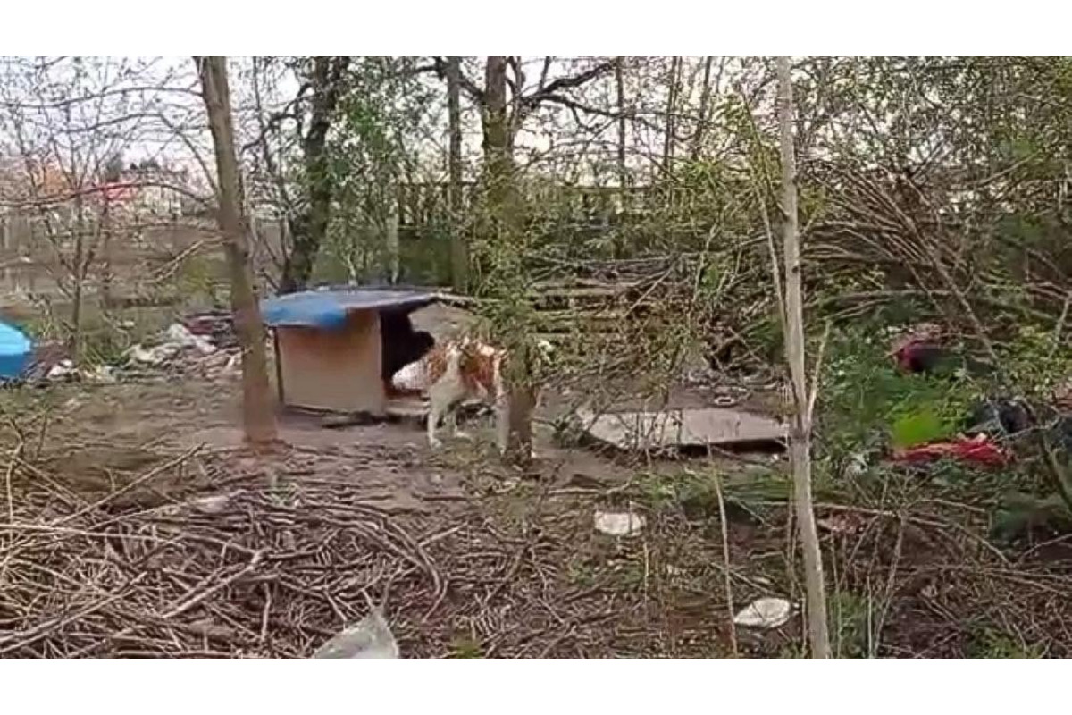 FOTO: Majiteľka držala svojich psov v hrozných podmienkach. Po rokoch jej ich konečne odobrali, foto 10